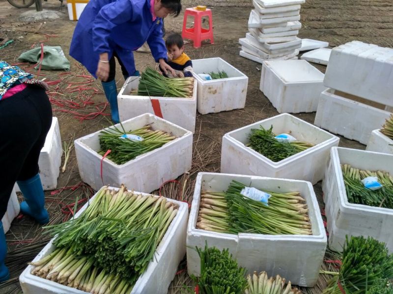 香茅，泰国香茅，柠檬香茅，越南香茅，基地