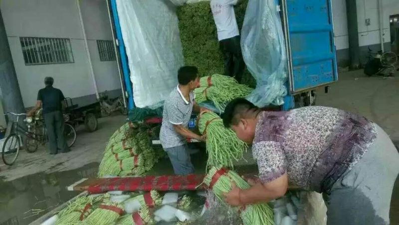 长豆角70厘米以上