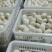 皖西白鹅鹅苗250g