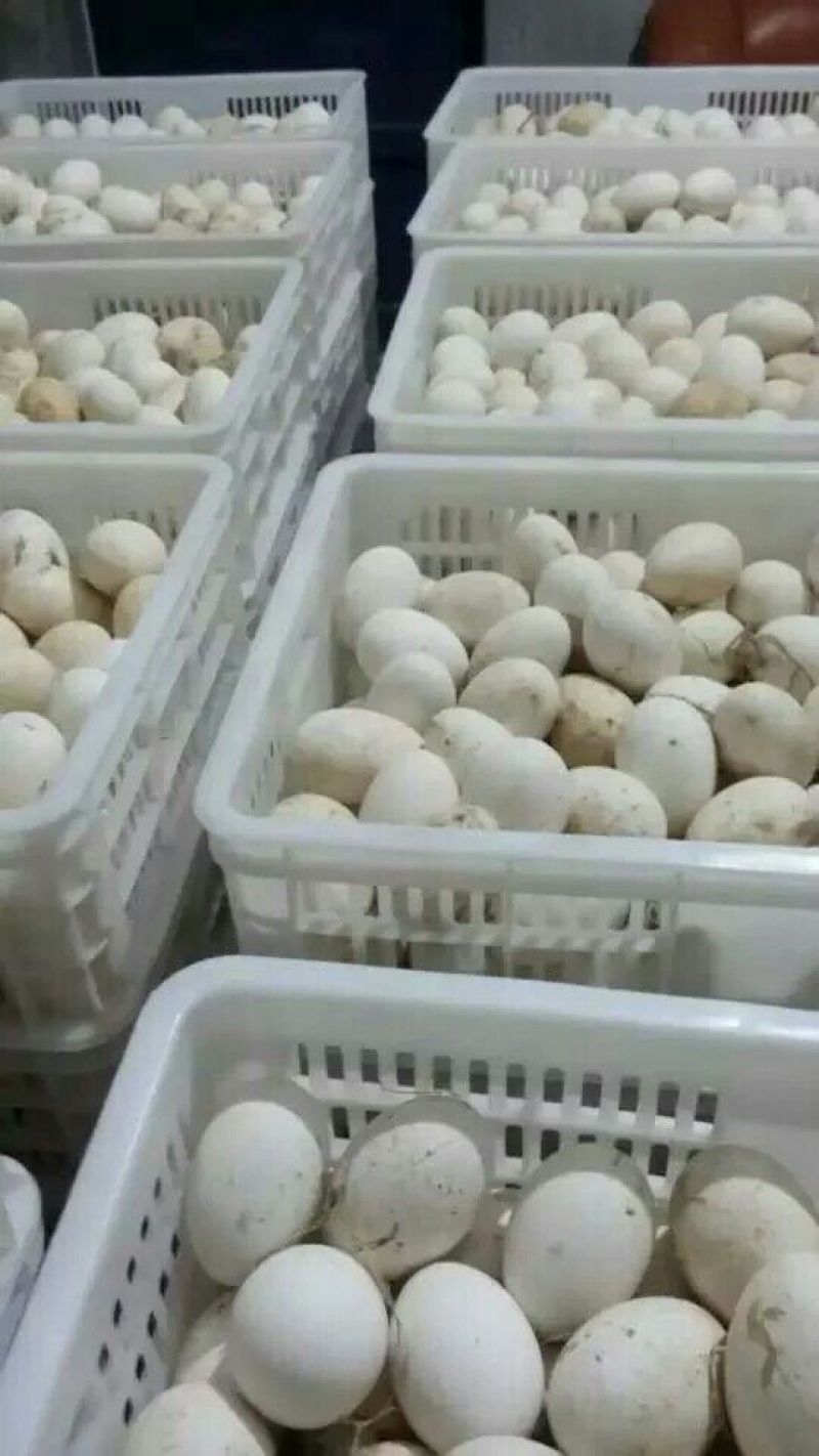 皖西白鹅鹅苗250g