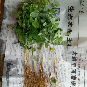 国槐苗槐树苗国槐小苗基地直发现取现发