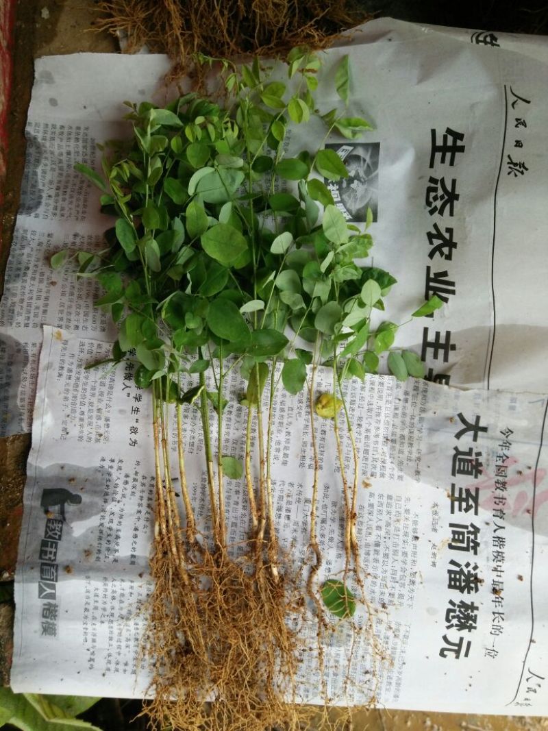 国槐苗槐树苗国槐小苗基地直发现取现发