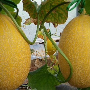 保丰蜜哈密瓜