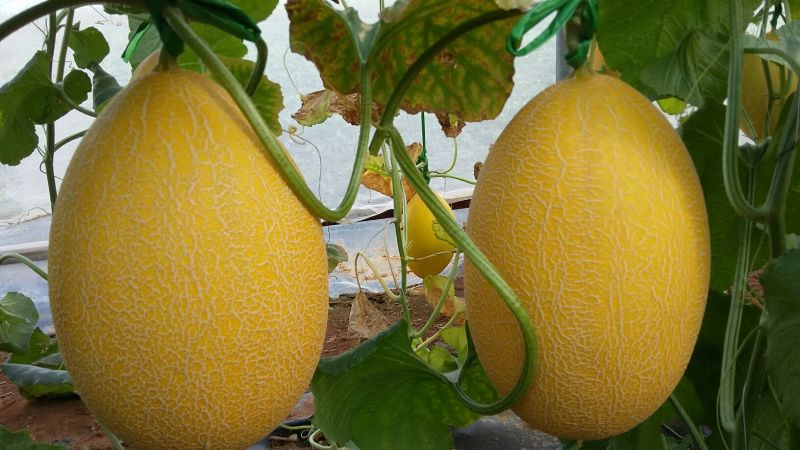 保丰蜜哈密瓜