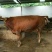 利木赞牛犊100~200kg