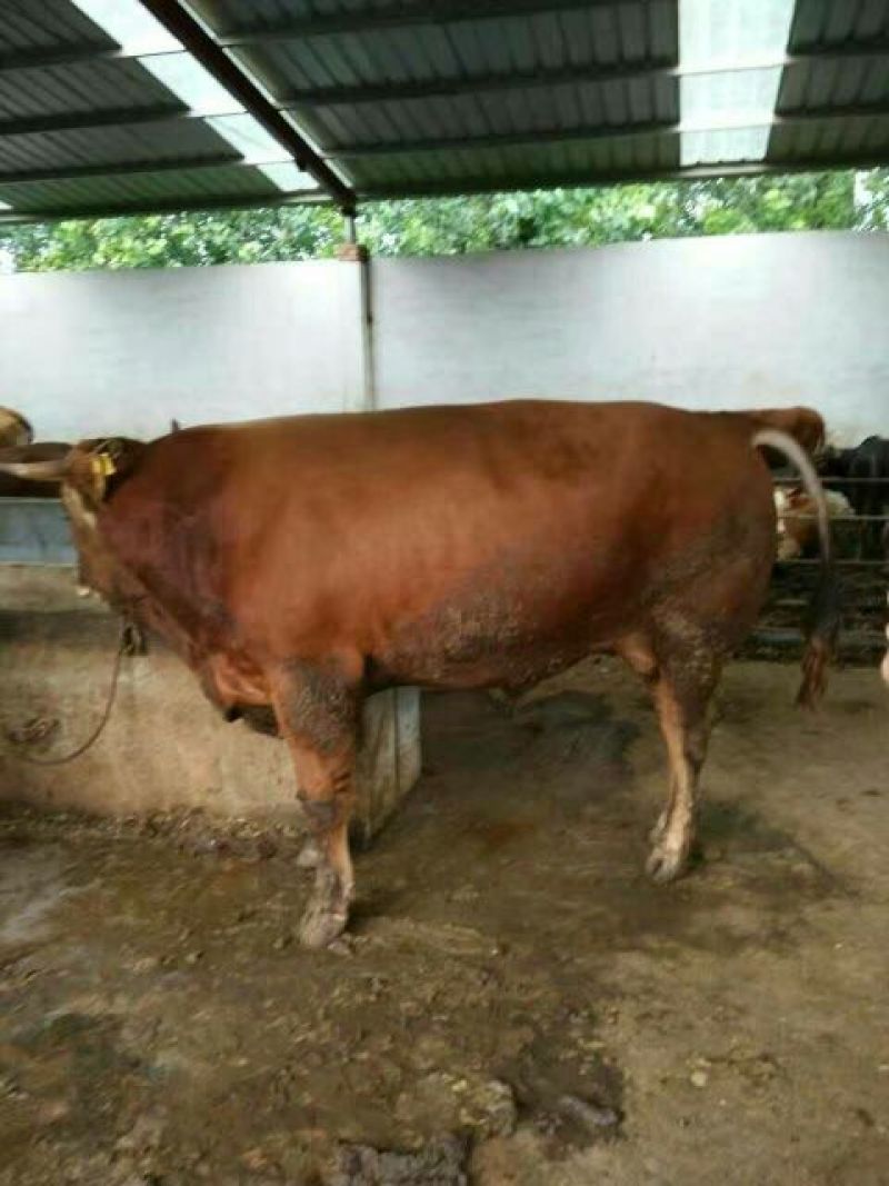 利木赞牛犊100~200kg