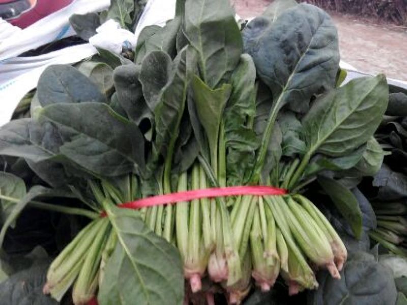 大叶菠菜15~20厘米