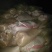 绿壳鸡蛋食用50g以下