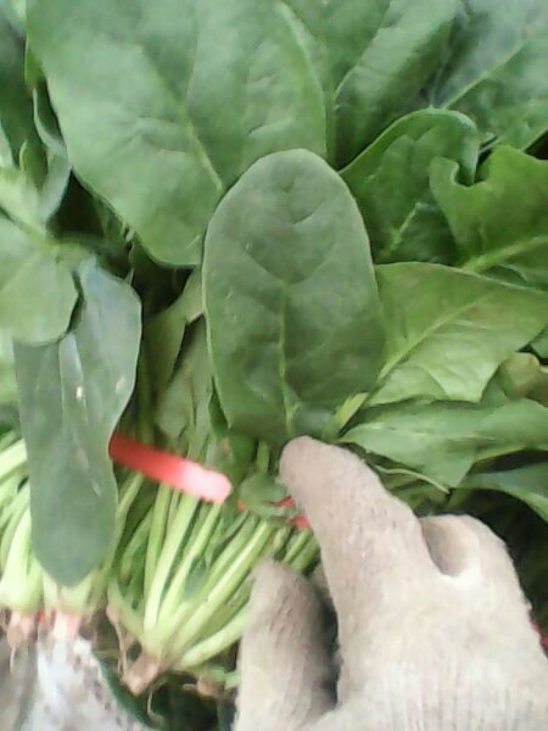名门菠菜