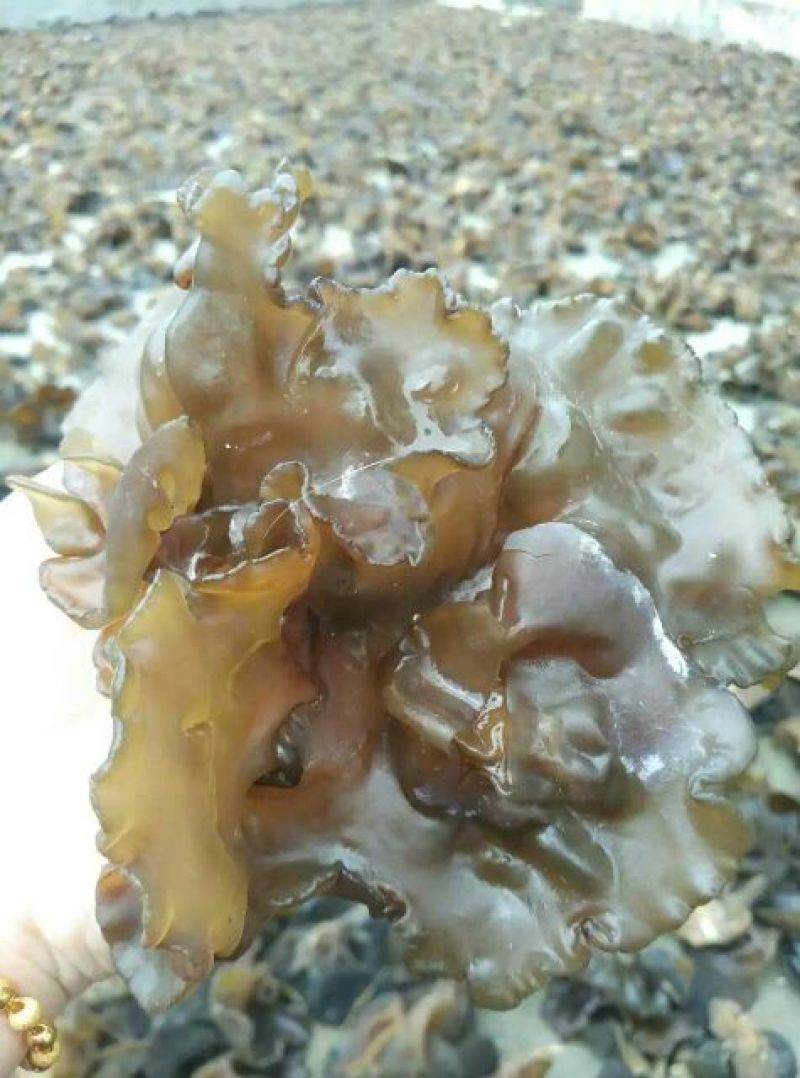 黑木耳一级