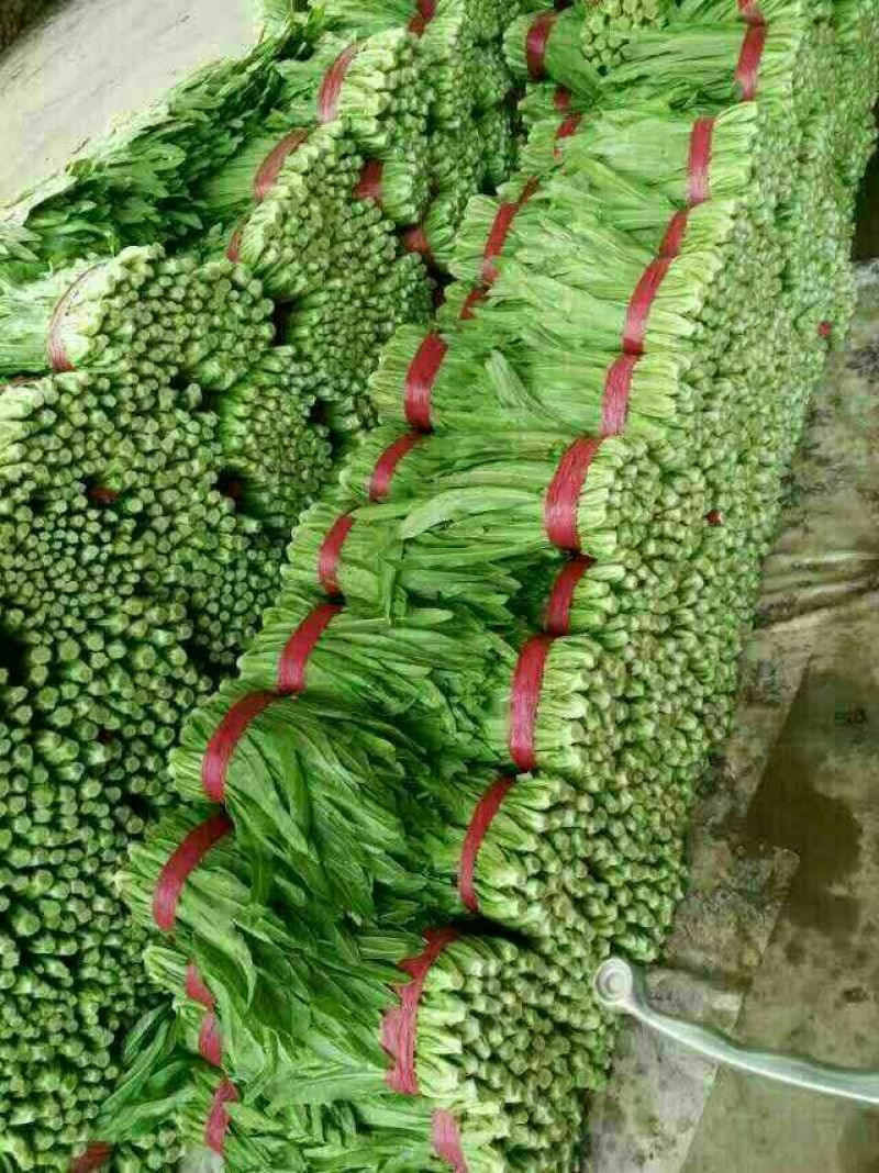 油麦菜，大量上市。可以视频看货，货源充足，