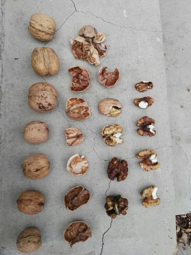 薄皮核桃去皮30mm以上
