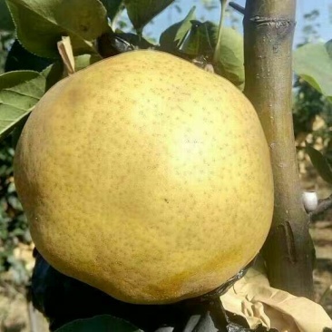 黄金梨450~500g纸袋