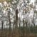 黄山栾树