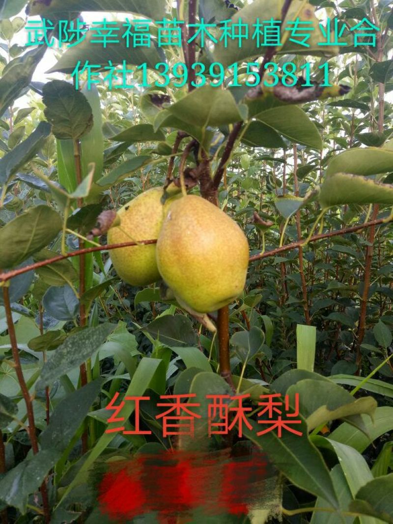 玉露香梨树苗150~200cm0.8~3cm