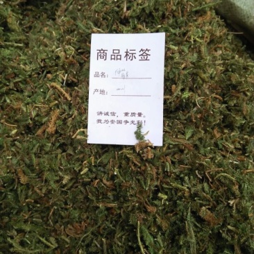 伸筋草