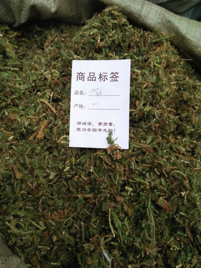 伸筋草
