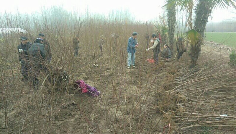 【桃树苗】80cm以上河南南阳苗木基地直供品质保证存活