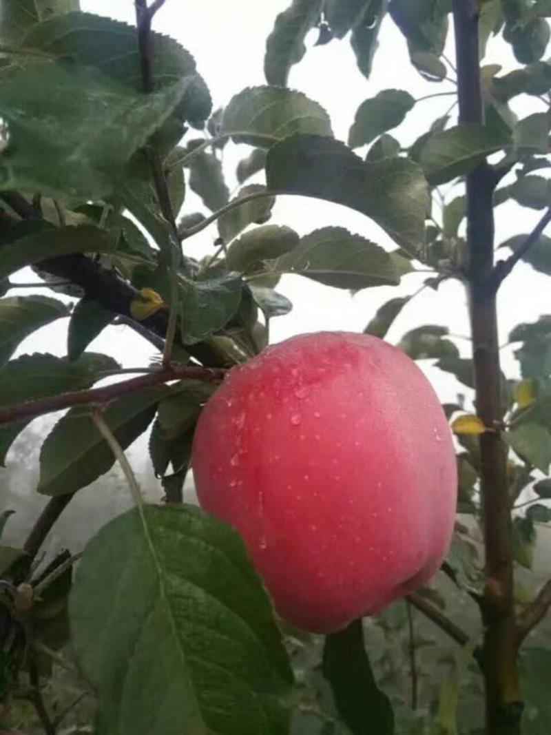 专业代办甘肃静宁红富士苹果产地直销大量上市