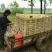 鹅苗250g以下