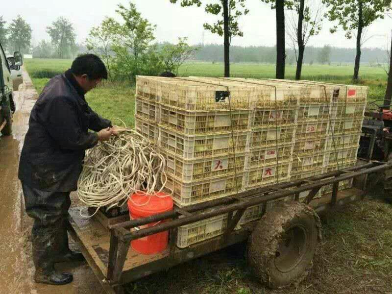 鹅苗250g以下
