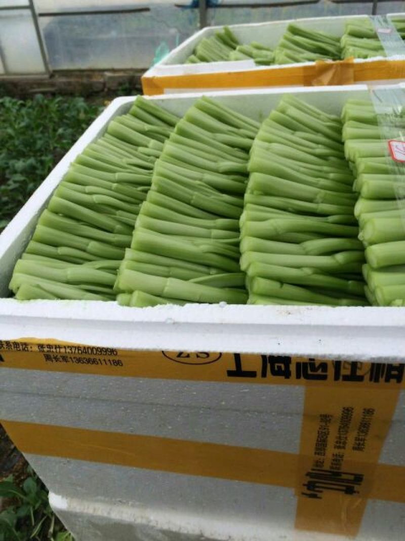 菜苔