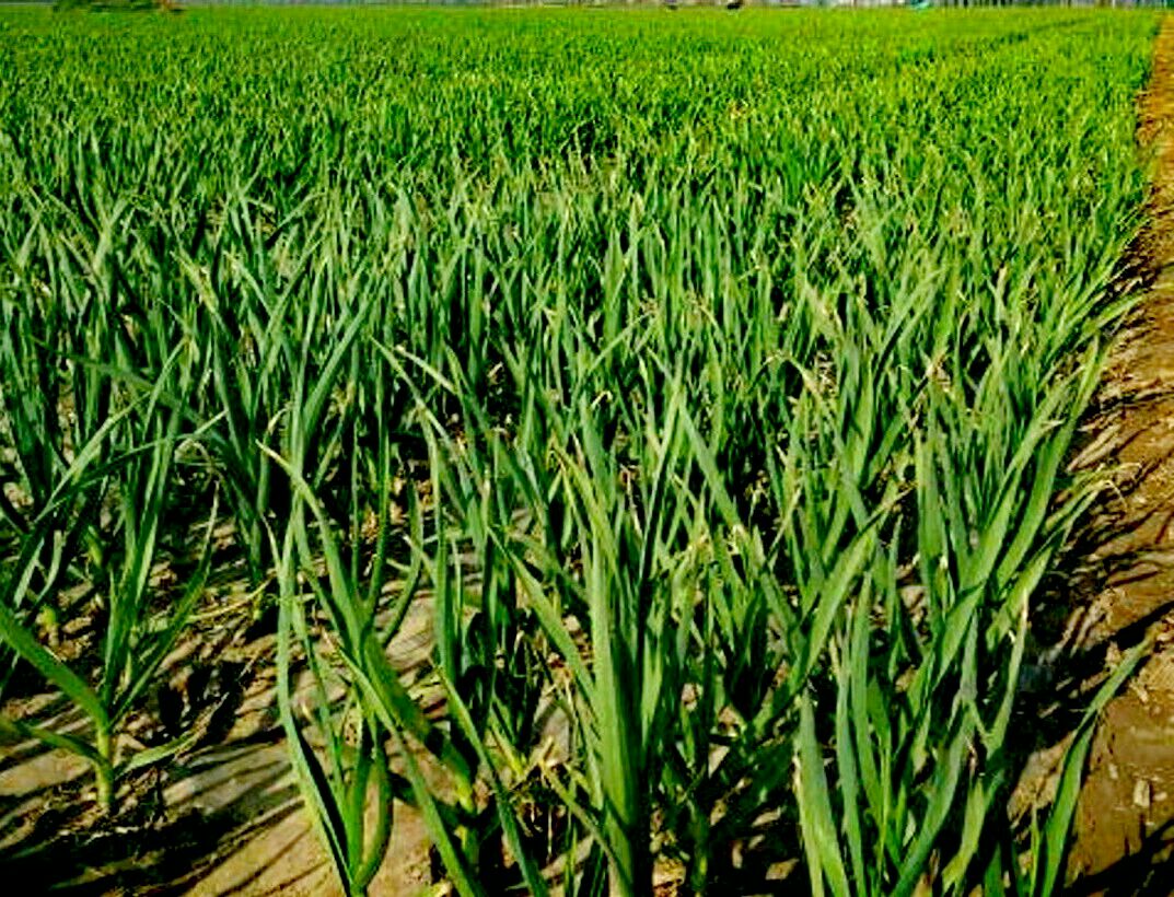 大蒜全国_批发_供应-一亩田农业网_专业的农产