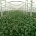 秋菠菜20~25厘米