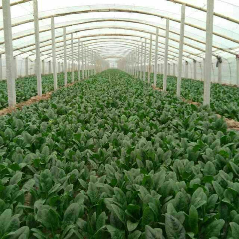 秋菠菜20~25厘米