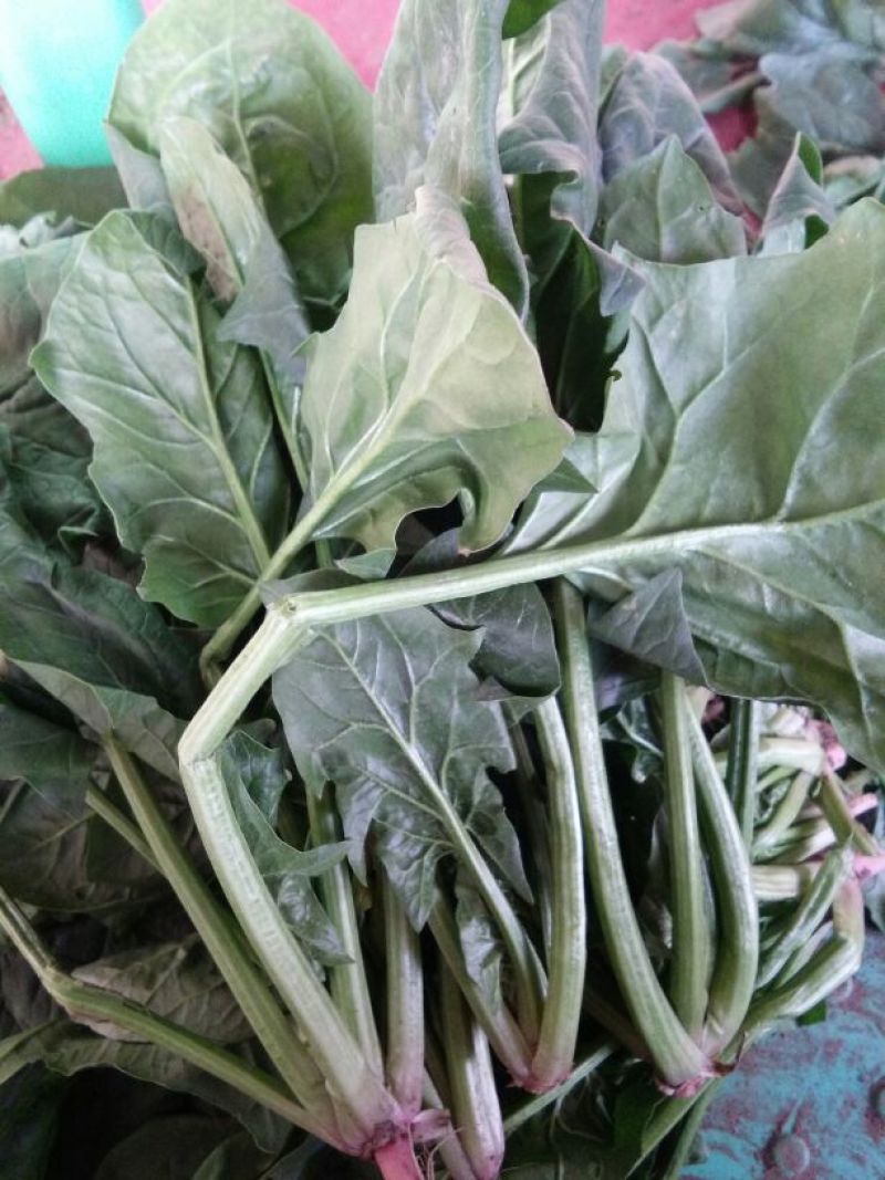 大叶菠菜20~25厘米