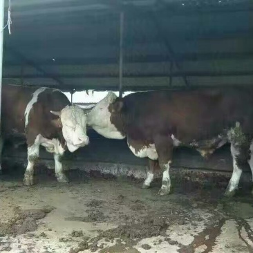 西门塔尔牛200~300斤牛犊，育肥牛，肉牛犊
