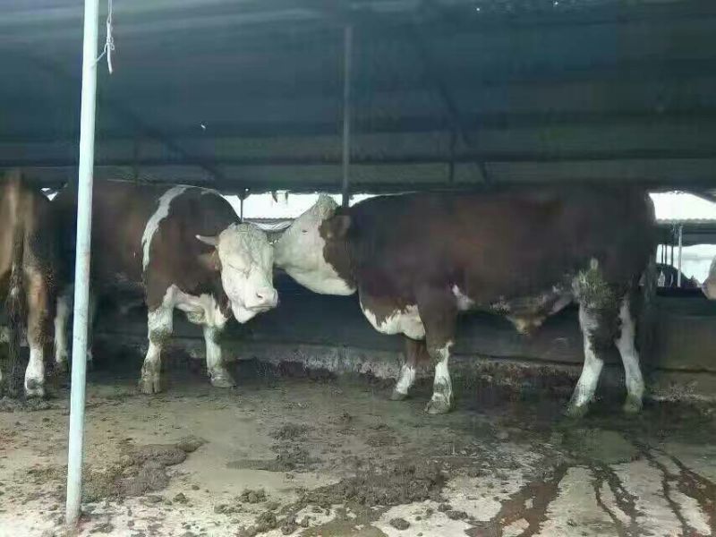 西门塔尔牛200~300斤牛犊，育肥牛，肉牛犊