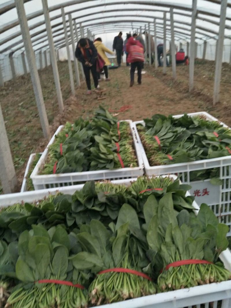 菠菜20~25厘米