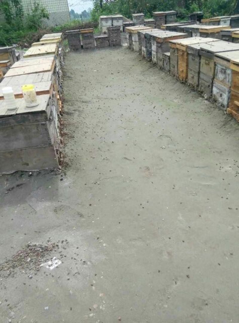 蜂蜜纯正槐花蜜，新货上市