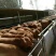 鲁西黄牛犊200~300kg
