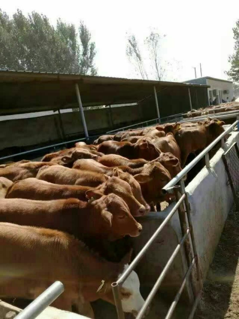 鲁西黄牛犊200~300kg