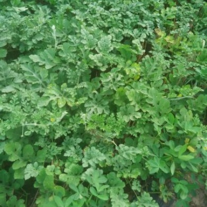 河南周口市扶沟县龙卷风西瓜 10斤打底 8成熟