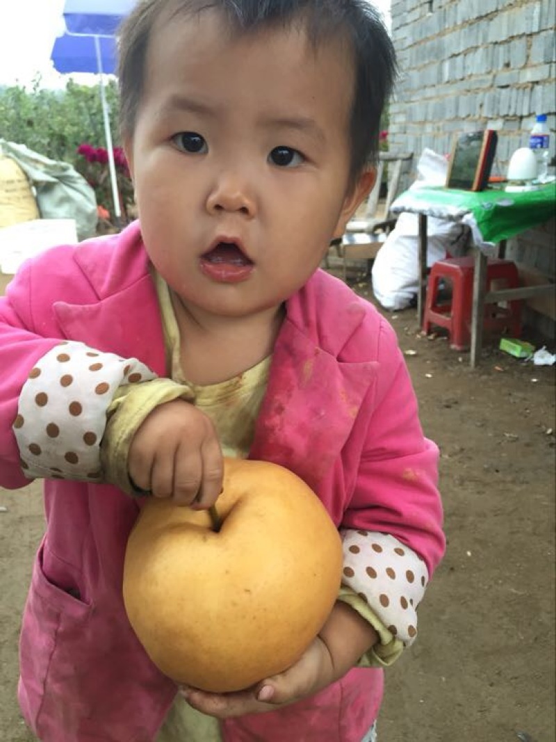 晚秋黄梨