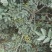 花椒苗大红袍花椒苗，基地直销，包邮包售后