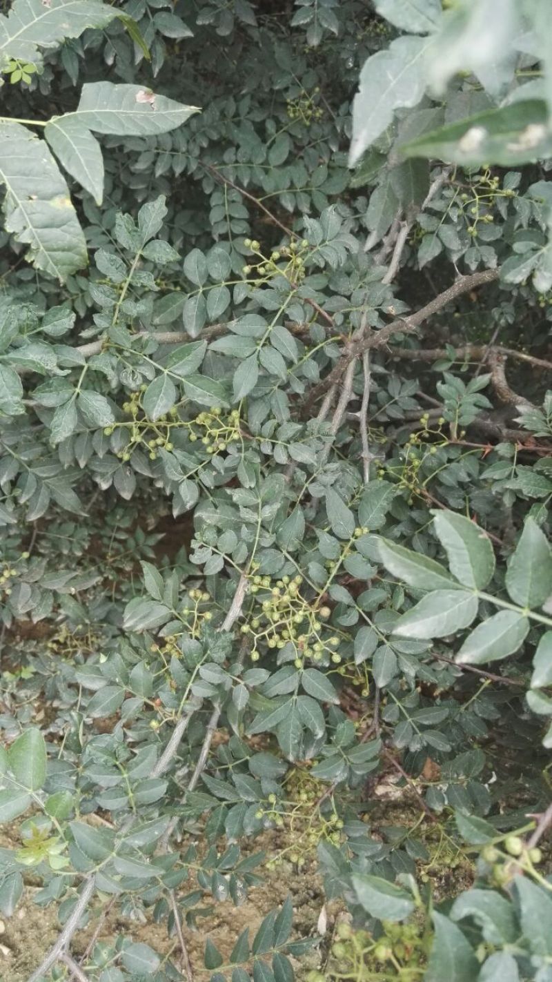 花椒苗大红袍花椒苗，基地直销，包邮包售后