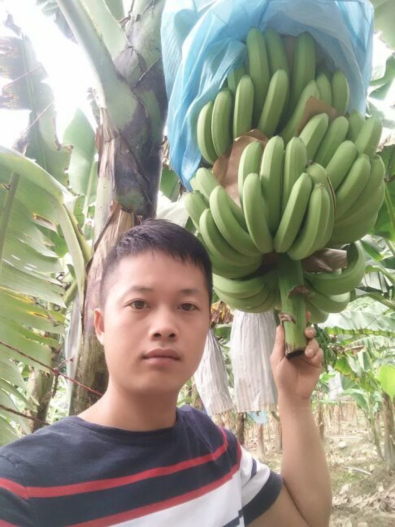 巴西香蕉七成熟