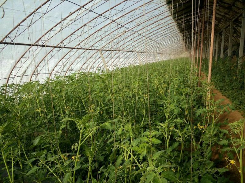金蜜佳小番茄10克以上
