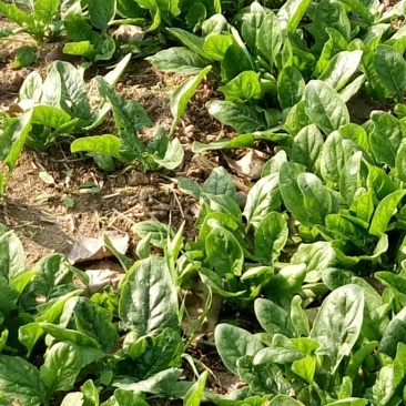 越冬菠菜15~20厘米