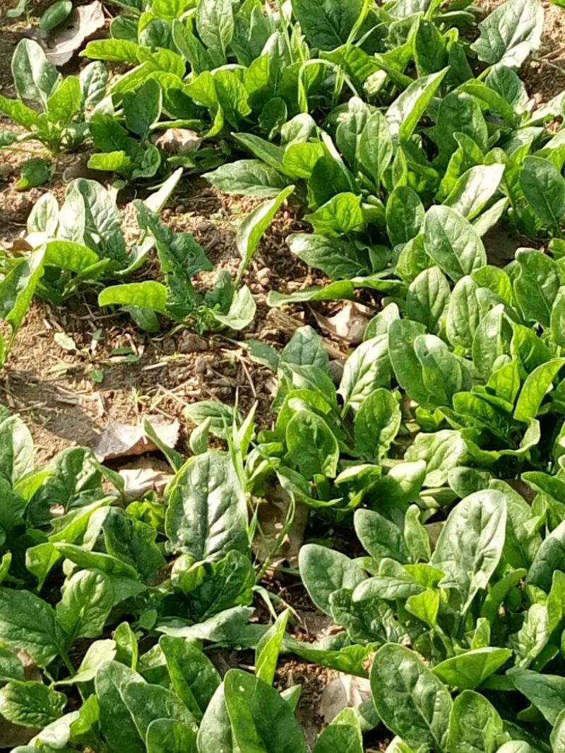 越冬菠菜15~20厘米