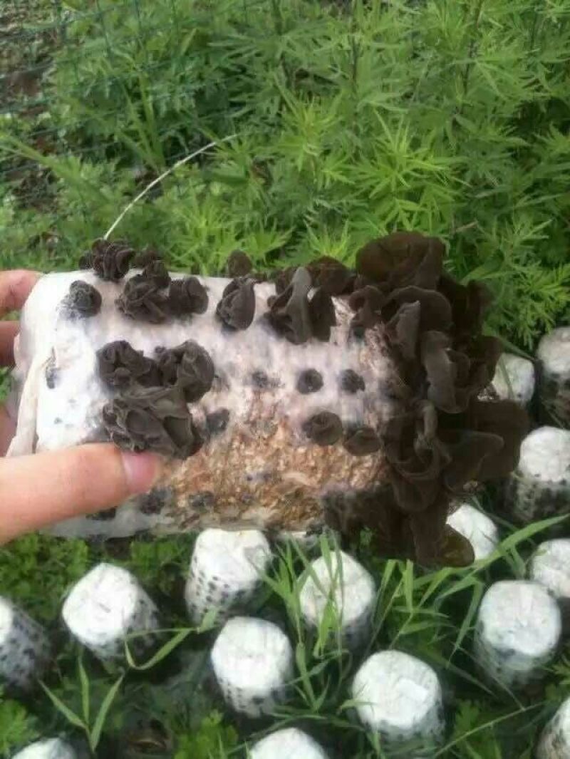 干木耳特级