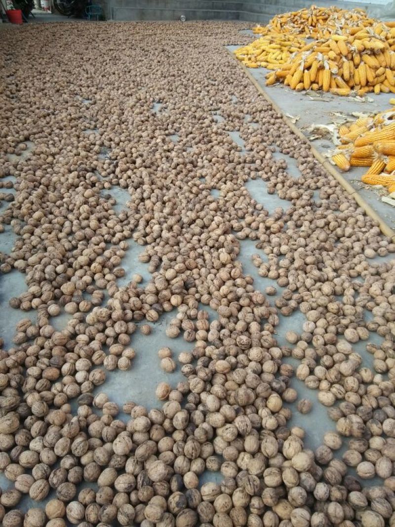 香玲核桃