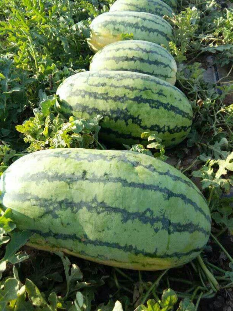 安农二号西瓜10斤打底9成熟1茬