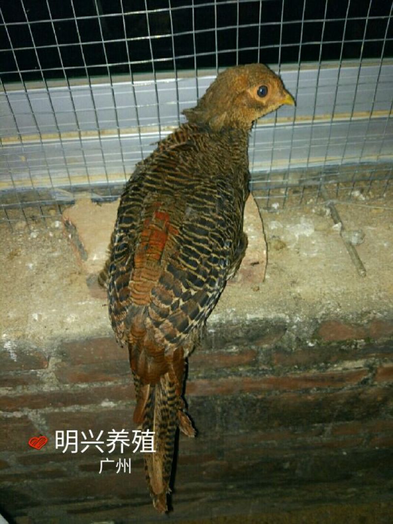 白腹锦鸡苗1斤以上