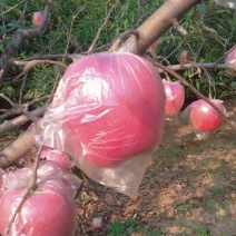 益诚果品:中秋王苹果膜袋
