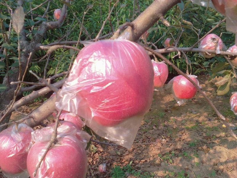 益诚果品:中秋王苹果膜袋